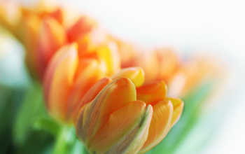 .. frohe ostern!